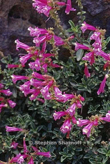 penstemon newberryi 2 graphic